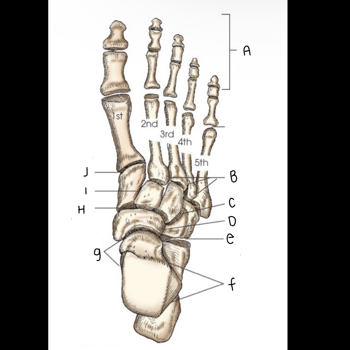 <p>What is letter C pointing to?</p>
