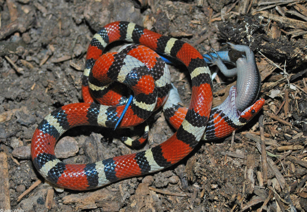 Lampropeltis elapsoides