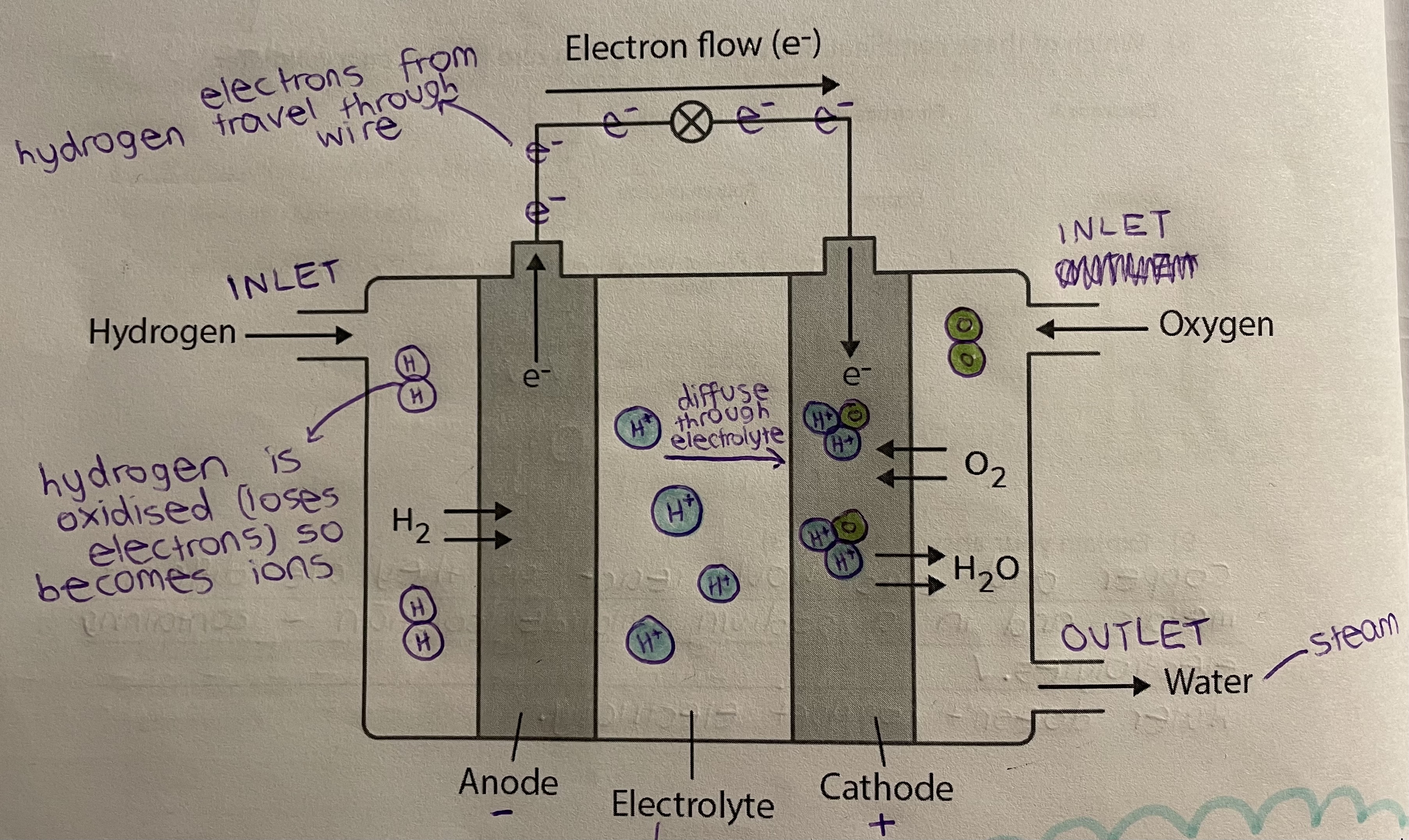 <p>Hydrogen enters, then is oxidised (loses electrons) in the anode (-). The flow of electrons from the hydrogen generates electricity. The hydrogen ions (+) then diffuse through an electrolyte to the cathode (+), where they join with oxygen atoms to form water molecules. </p>