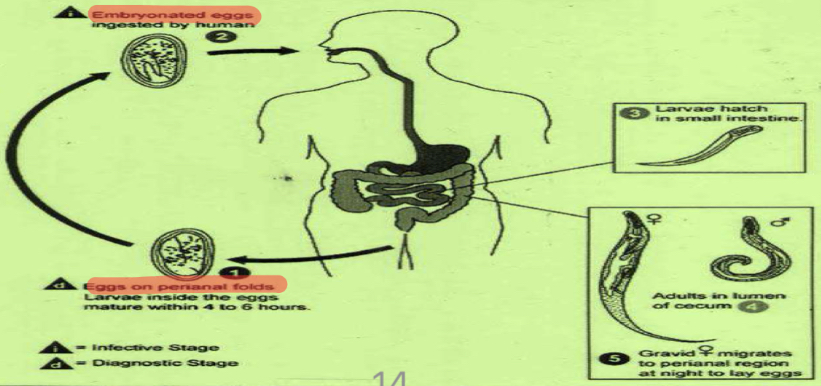 <p>Life cycle?</p>