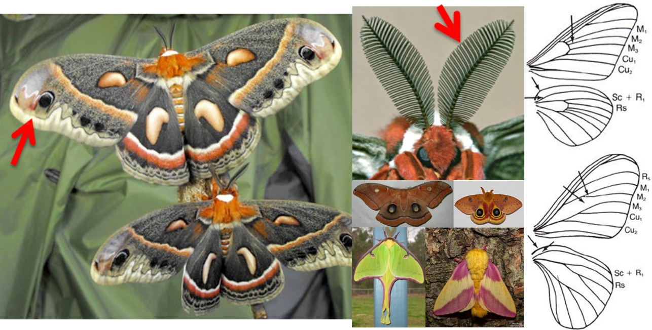 <ul><li><p>Antennae simple, pectinate, or bipectinate</p></li><li><p>Proboscis reduced or absent wings very broad</p></li><li><p>Wings very broad</p></li><li><p>No crossvein above discal cell in HW</p></li><li><p>Short, thick, densely hairy body</p></li></ul><p></p>