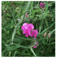 <p>neuromuscular degen, parplegia, ruptured vessels</p>