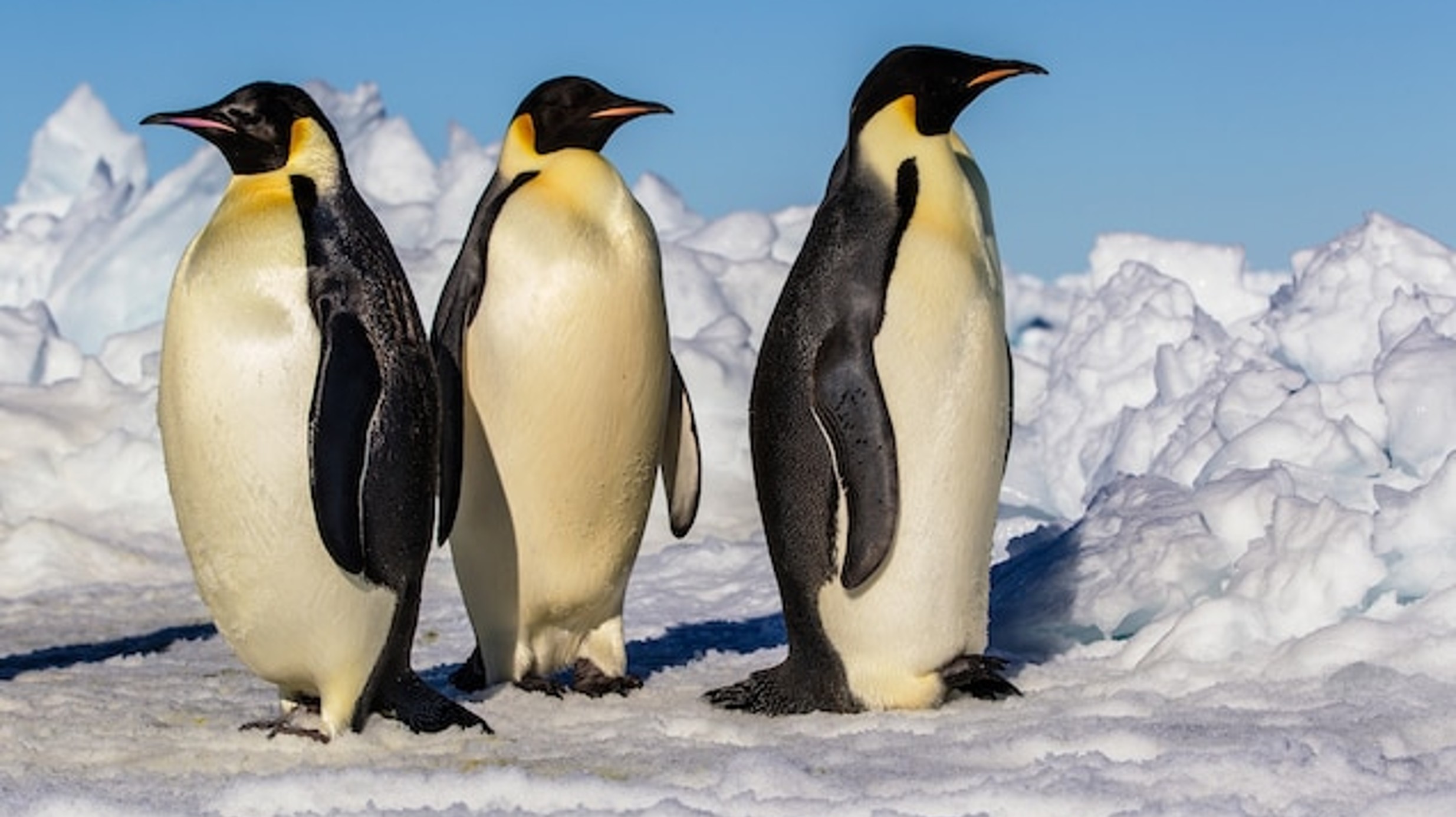 <p>● solid, heavy bones;</p><p>● wings that are modified into stiff, flat flippers</p><p>● webbed feet set well back on the body</p><p>● short, stiff feathers that repel water</p>