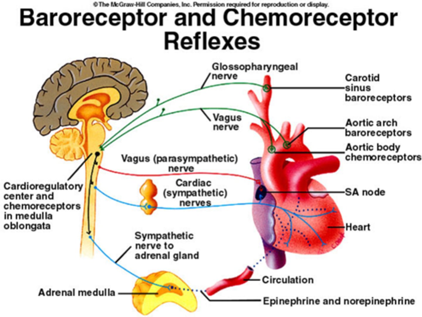 <p>chemical sensors in the brain and blood vessels that identify changing levels of oxygen and carbon dioxide</p>