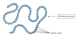 <p>Linear Amino Acid sequence</p>