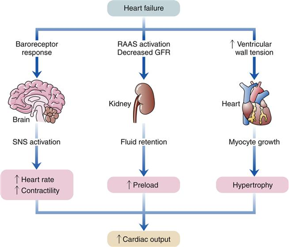 <ul><li><p>Heart Failure&nbsp;</p><ul><li><p>4-5 meds to combat these mechanisms&nbsp;</p></li></ul></li><li><p>Baroreceptor response&nbsp;</p><ul><li><p>Detect decrease in volume + pressure</p></li></ul></li><li><p>RAAS activation, decreased GFR&nbsp;</p><ul><li><p>Decreased CO = increases fluid retention = increases BP = increases preload (more fluid back to heart)&nbsp;</p></li></ul></li><li><p>Increased ventricular wall tension</p><ul><li><p>Helps at first&nbsp;</p></li><li><p>Hypertrophy = abnormal/ineffective&nbsp;</p></li></ul></li></ul><p></p><p>*ALL mechanisms are short term, harmful long term (HF)&nbsp;</p><p></p>