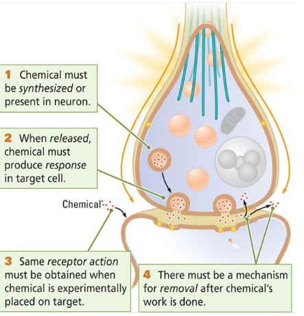 <p>The substances that do not meet the requirements to determine whether a chemical is a neurotransmitter.</p><ul><li><p>Putative = supposed. </p></li></ul><p></p>