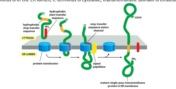 <ul><li><p>N-terminal signal starts transfer</p></li><li><p><strong>Stop-transfer</strong> anchors protein</p></li><li><p>Signal is cleaved</p></li><li><p>Result:</p><ul><li><p>N inside lumen</p></li><li><p>C in cytosol</p></li><li><p>transmembrane domain embedded</p></li></ul></li></ul><p></p>