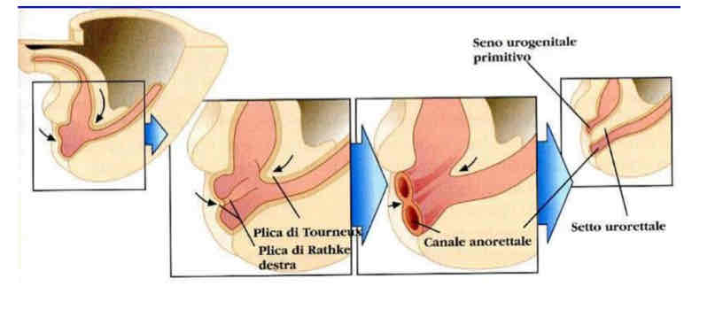 <p>Il setto uro rettale, porzione di mesenchima fra intestino posteriore e allantoide che quando prolifera con le pliche di Rathke si fonde con la membrana cloacale suddividendo la cloaca in:</p><ul><li><p>dorsale che formerà l’intestino retto</p></li><li><p>Ventrale che forma il seno uro genitale che darà origine all’apparato urinario e genitale.</p></li></ul><p>La membrana cloacale si divide in</p><ul><li><p>membrana anale (dorsale) che chiude il retto</p></li><li><p>Membrana urogenitale (ventrale) che chiude il seno uro genitale</p></li></ul>