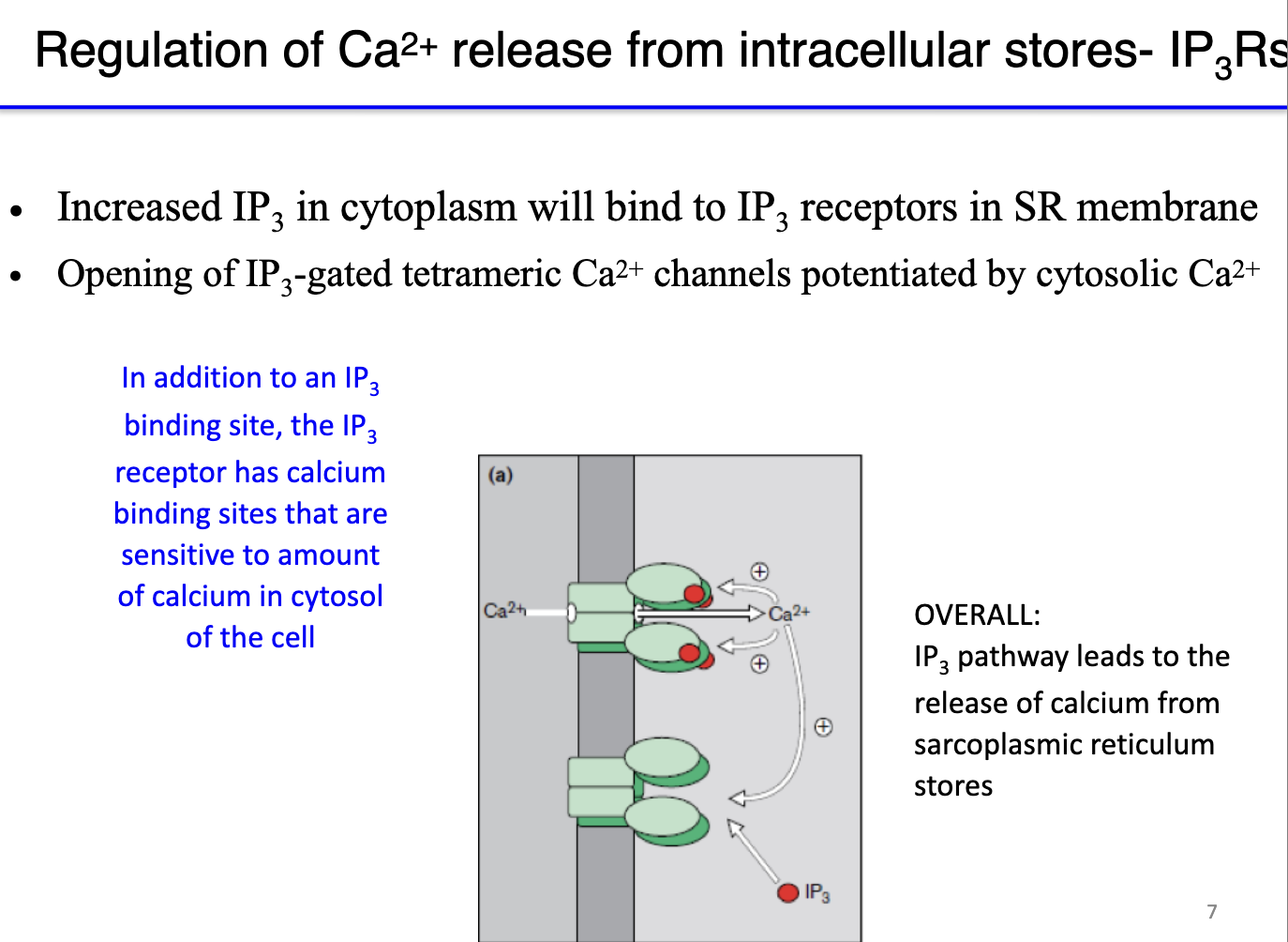 <ul><li><p><strong>IP3 receptor (IP3R):</strong> a ligand-gated calcium channel (ionotropic) in the sarcoplasmic reticulum.</p></li><li><p><strong>Activation:</strong> IP3 binds to the receptor → opens channel → releases Ca²⁺ into cytosol.</p><ul><li><p><strong>Positive feedback:</strong> low cytosolic Ca²⁺ enhances IP3R opening when IP3 binds → amplifies calcium release.</p></li><li><p><strong>Negative feedback:</strong> high cytosolic Ca²⁺ inhibits IP3R to prevent excessive Ca²⁺ release.</p></li></ul></li><li><p><strong>Calcium binding sites:</strong> 4 sites on IP3R; calcium modulates receptor sensitivity.</p></li><li><p><strong>Functional effect:</strong> presence of Ca²⁺ increases receptor sensitivity to IP3 (Ca²⁺ binds to receptor but doesn’t open it) → less IP3 needed for channel opening → allows rapid, regulated Ca²⁺ signaling.</p></li></ul><p></p>