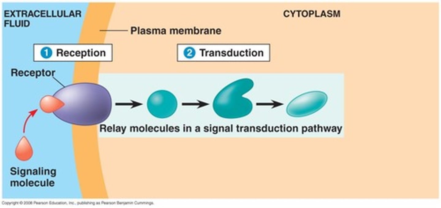 <p>Conversion of a signal into a cellular response.</p>