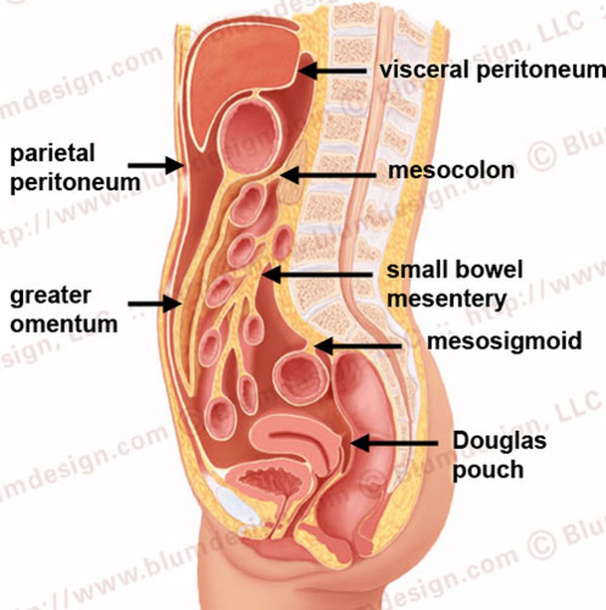 <p>Serous membrane that covers the abdominopelvic cavity, except the kidneys etc, that helps food movement.</p>