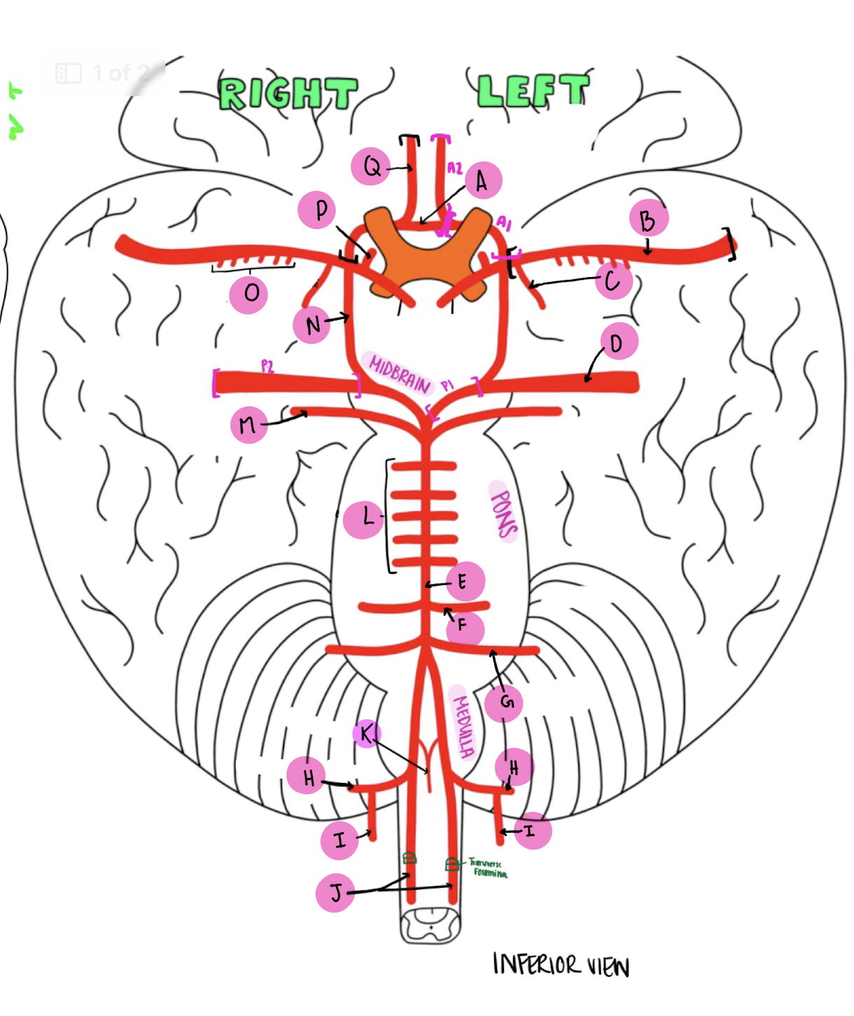 <p>What artery is labeled O?</p>