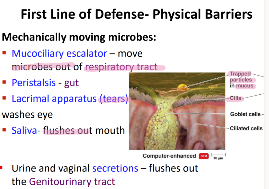 <p>tears / LACRIMAL apparatus </p>