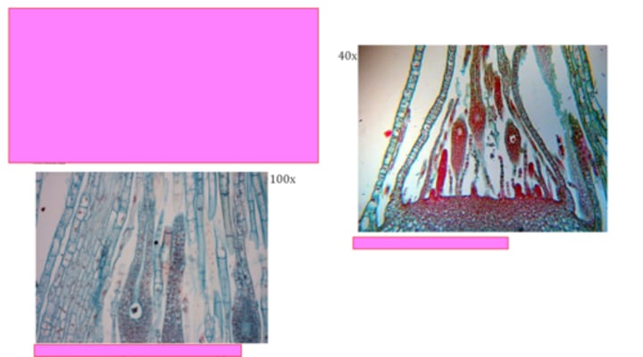 <p>Kingdom? Phylum?</p>