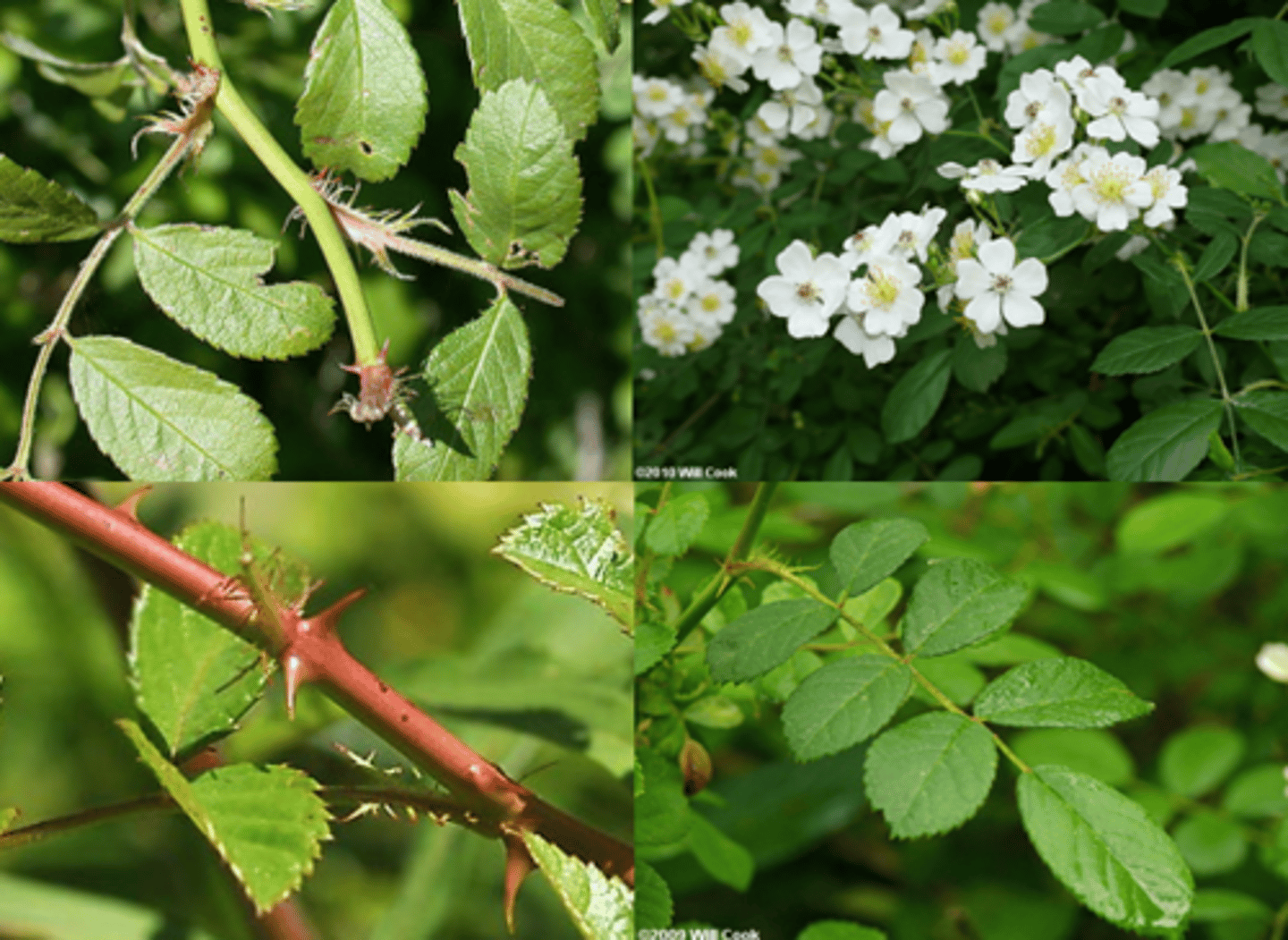 <p>Thorny shrub with arching stems, fringed stipules, clusters of white flowers; invasive; campus, HMF.</p>