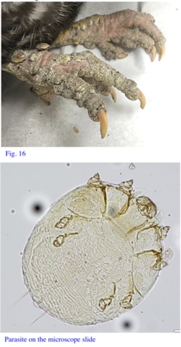 <p>Station 10:</p><p>The parasites on the microscope slide were found in the deep scrapings of the skin of the bird shown in the attached figure (Fig. 16). The bird belonged to a farmer (backyard) from Toomulla. The bird showed uplifting/upturning of the scales, thick and adherent crusts and deformed legs.</p>