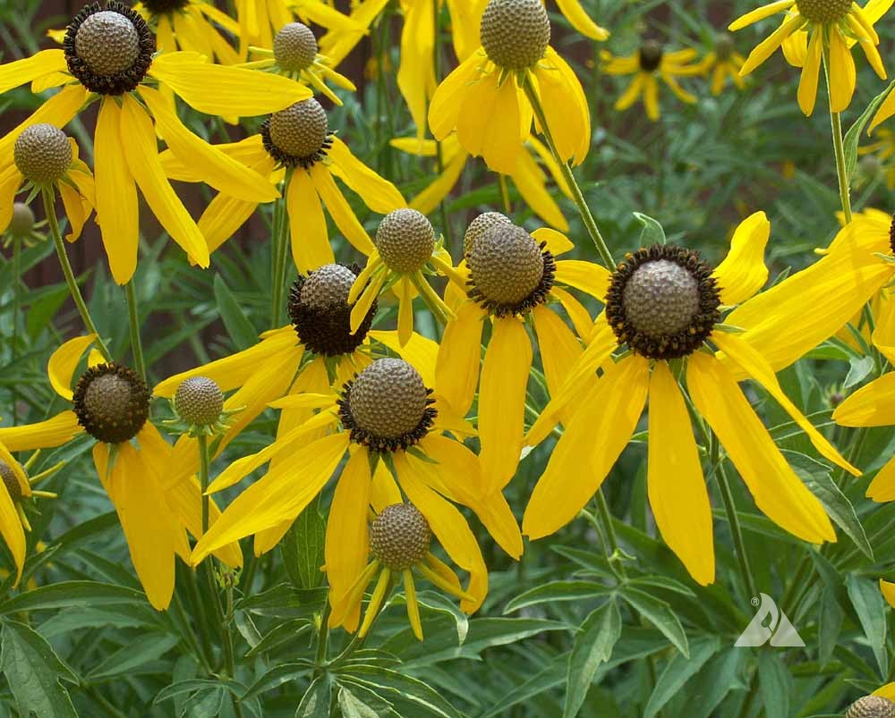 <p>A tall, airy native with drooping yellow petals surrounding a brown central cone.</p>
