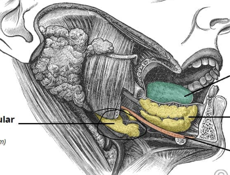 <p>medial to body of mandible; duct opens at base of lingual frenulum</p>