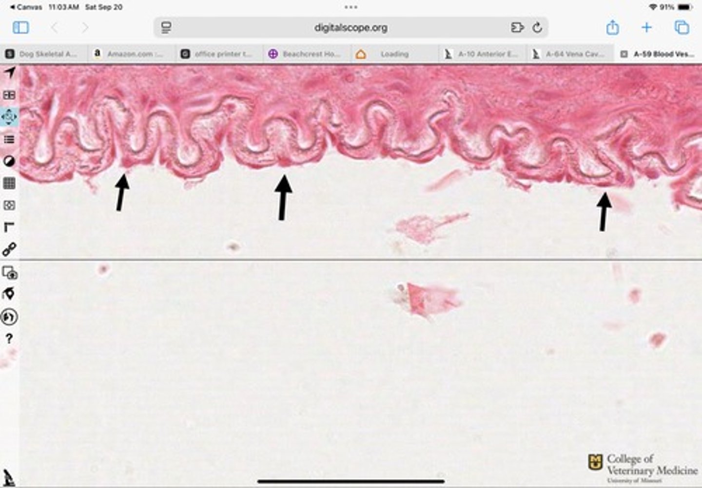 <p>What type of epithelium is shown?</p>