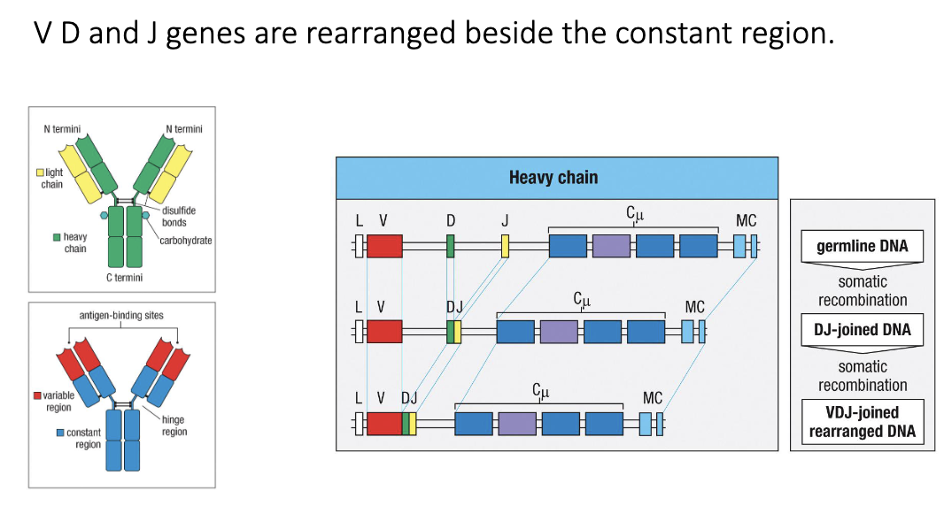<ul><li><p><strong>Heavy chain:</strong> germline DNA → D+J joined → V+DJ joined → VDJ rearranged DNA sits beside constant region</p></li><li><p>Generates unique antibody genes</p></li></ul><p></p>