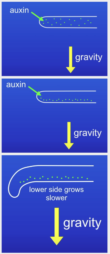 <ol><li><p>Gravity causes auxin to concentrate on the lower side of the root</p></li><li><p>In roots auxin inhibits cell growth</p></li><li><p>So the lower side grows slower than the upper side</p></li><li><p>Causes roots to grow towards the force of gravity</p></li></ol>