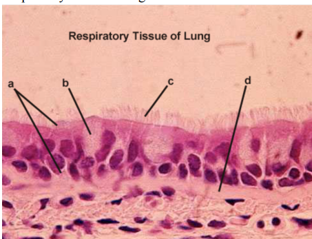 <p>a. Ciliated pseudostratified columnar Epithelium- Identify tissue layer b. Goblet cell- Identify cell type c. Cilia- Identify structure d. Basement membrane- Identify layer</p>