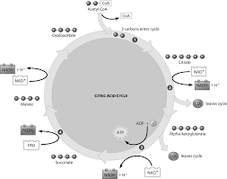Which step of the citric acid cycle requires both NAD+ and ADP as reactants?