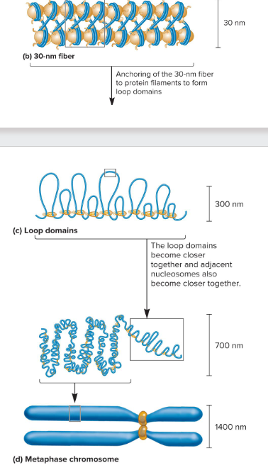 <p>Fill in the blank…</p><p>As cells enter ( ) phase, the level of compaction changes drastically. By the end of ( ), sister chromatids are entirely condensed and undergo little gene ( ).</p>