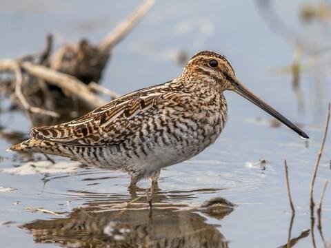 <p>Order:Charadriiformes Family:Scolopacidae</p>