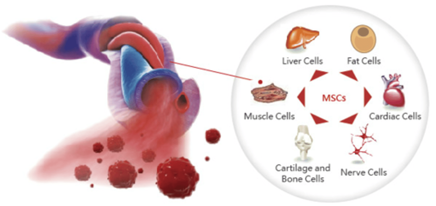 <p>Cord Blood is the blood from a baby's umbilical cord, and it has been found to contain multipotent or even pluripotent stem cells.</p>