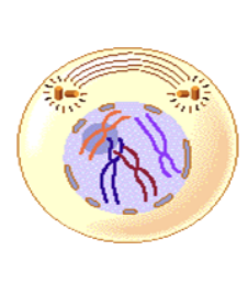 Which stage of Mitosis?