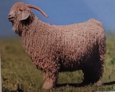 <p>originated in asia minor, with ringlet or flat coats. very hardy and thirve in many different environments. used for its mohair dates between 1571 and 1451 bce. sheared twice a year. only recently been used for meat.</p>
