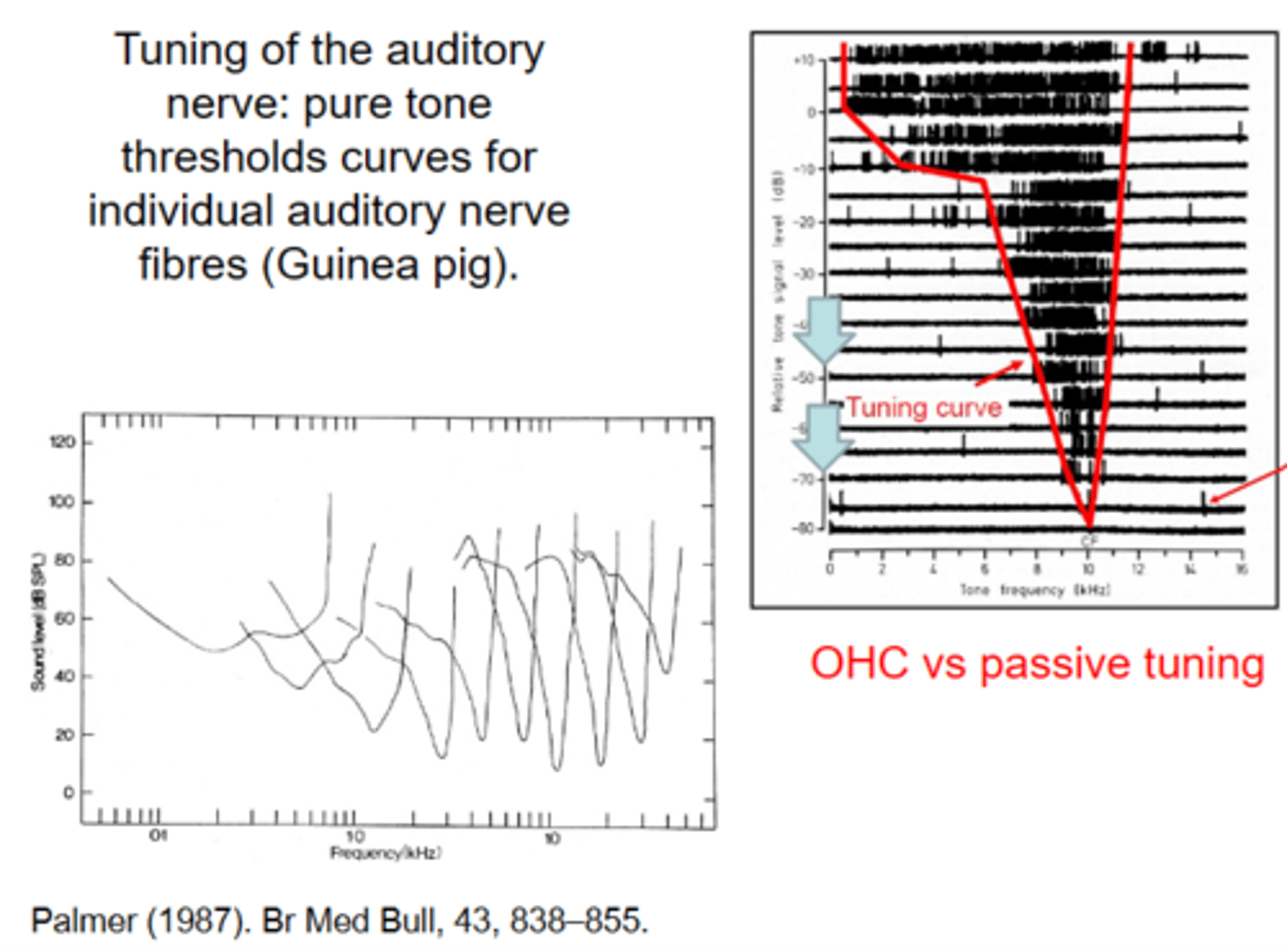 <p>pure tone thresholds curves for individual auditory nerve fibres (guinea pig) - Palmer</p><p>-put electrode in auditory nerve</p><p>-they play a tone sweep</p><p>-when it reaches the preferred frequency the cell starts firing (cells come from different points of basiliar membrane tuning)</p><p>-very discrete region (frequency) which gets wider and wider with increasing intesnsity (dB)</p><p>If you do tis for lots of auditory nerve fibres this creates a spectrum where different frequecnies are picked up by different auditory nerve fibres</p>
