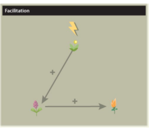 <p>Facilitation</p>