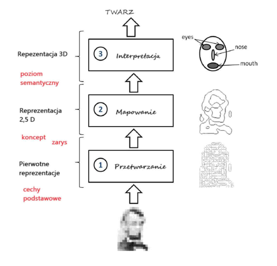 <p><span>Generowanie serii reprezentacji spostrzeganego środowiska</span></p><p><span>Reprezentacje (3 rodzaje) zawierają opis właściwości obiektów w polu percepcyjnym</span></p><ol><li><p><span>2D – pierwotne reprezentacje – pozbawione percepcji głębi – najprostsze detektory cech (komórki zwojowe)</span></p><ul><li><p><span>Surowe reprezentacje – mapa punktów świetlnych różnicujących się intensywnością</span></p></li><li><p><span>Pełne reprezentacje – odzwierciedlenia kształtów w polu wzrokowym – efekt przefiltrowania wielu odzwierciedleni surowych</span></p></li></ul></li><li><p><span>2, 5 D – uwzględnia opis obiektów w kategoriach głębi (perspektywa) oraz obraz powierzchni (strona widoczna) – inf z receptorów wzrokowych + wskazówki wizualne – (efekt wiedzy o świecie) – dystans wiedzy między obiektami</span></p><ul><li><p><span>Pacjent S. – nie był w stanie kopiować ani porównywać kształtu figur ale rozpoznawał małe zróżnicowania w zakresie jedności obiektów, był w stanie wychwycić ruchy przedmiotów</span></p></li><li><p><span>Potrafił też identyfikować obiekt korzystając z innych zmysłów – wskazówki słuchowe, dotykowe</span></p></li></ul></li><li><p><span>3D – dzięki różnorodności narządów zmysłowych powstaje pełna percepcyjna obiektu niezależnie od kąta obserwacji i lokalizacji obiektu (kora wzrokowa plus połączenia z obszarami przechowującymi trwałą wiedzę)</span></p></li></ol>