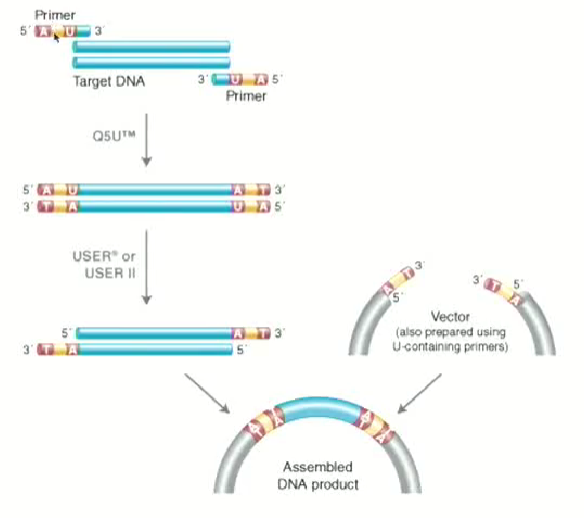 <ul><li><p>A restriction site is added at the 5’ end only as the 3’ end is needed for elongation (we leave it alone)</p></li><li><p>When PCR occurs after many cycles, we will obtain a fragment that incorporates the restriction site at both ends</p></li><li><p>We can use these restriction sites with restriction enzymes to make staggered ends and clone it into plasmids (circular DNA)</p></li></ul><p></p>