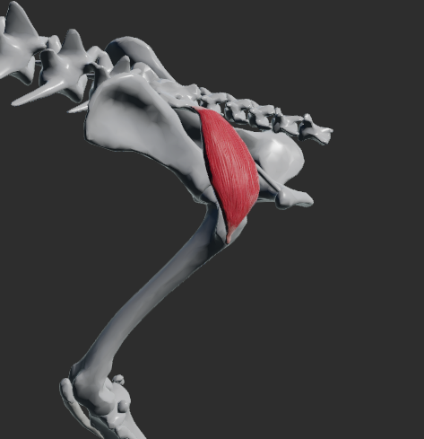 <p>odstup:  kaudální části os sacrum </p><p>úpon: distálně od trochanter major femoris</p><p>fce: extenze v articulatio coxae</p><p></p><p>Fe:</p><p>Odstupuje od spina iliaca, pars lateralis ossis sacri a upíná se na trochanter major femoris. Podle některých autorů může m. gluteus superficialis plnit funkci abduktoru pánevní končetiny v articulato coxae</p>