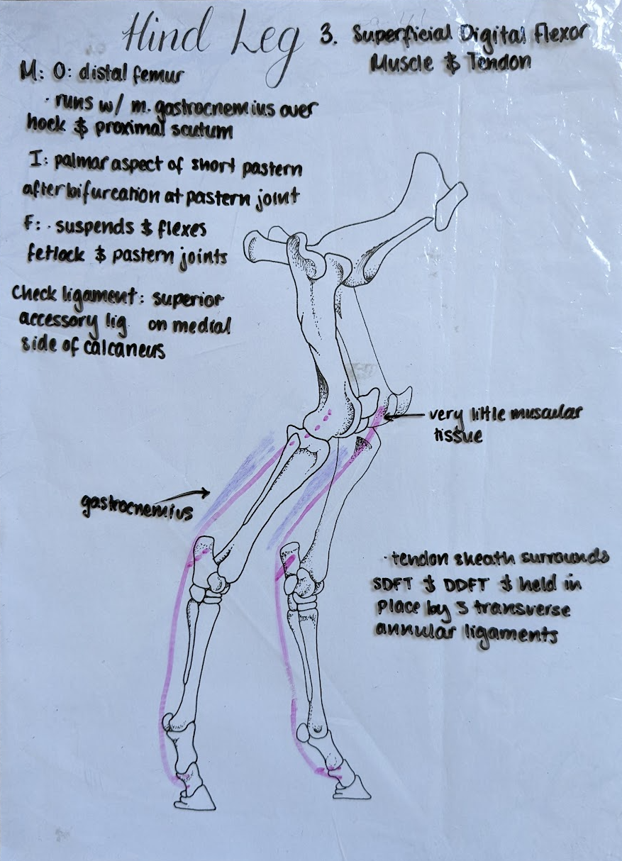 <ul><li><p>Origin: Proximal tibia</p></li><li><p>Insertion: Short pastern bone</p></li></ul><p></p>