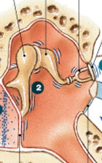 <p>Which step of hearing process is:</p><ul><li><p>Tympanic membrane vibrates, malleus, incus, stapes</p></li></ul><p></p>