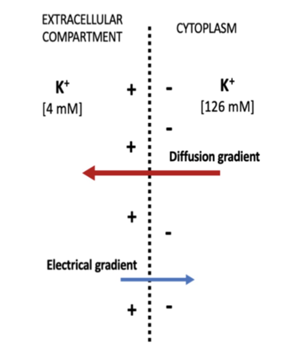 <p>How does the concentration gradient influence the movement of ions across the cell membrane? </p>