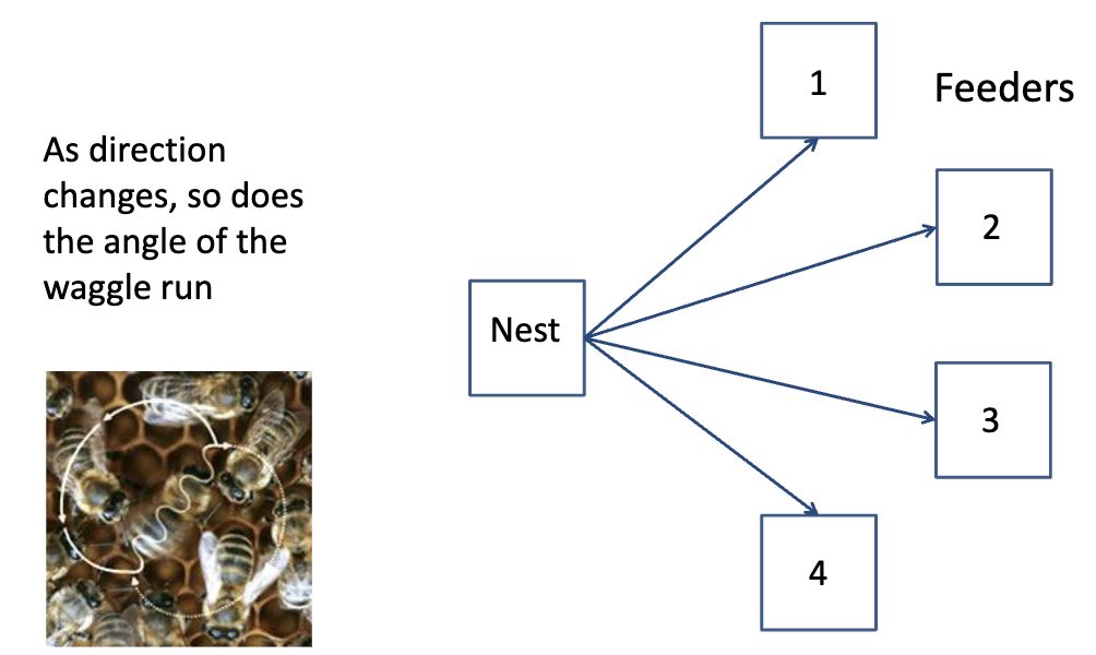 <p><span>Food source was moved the same distance but in different directions. As the angle of the feeder changed, the angle of the dance changed.</span></p>