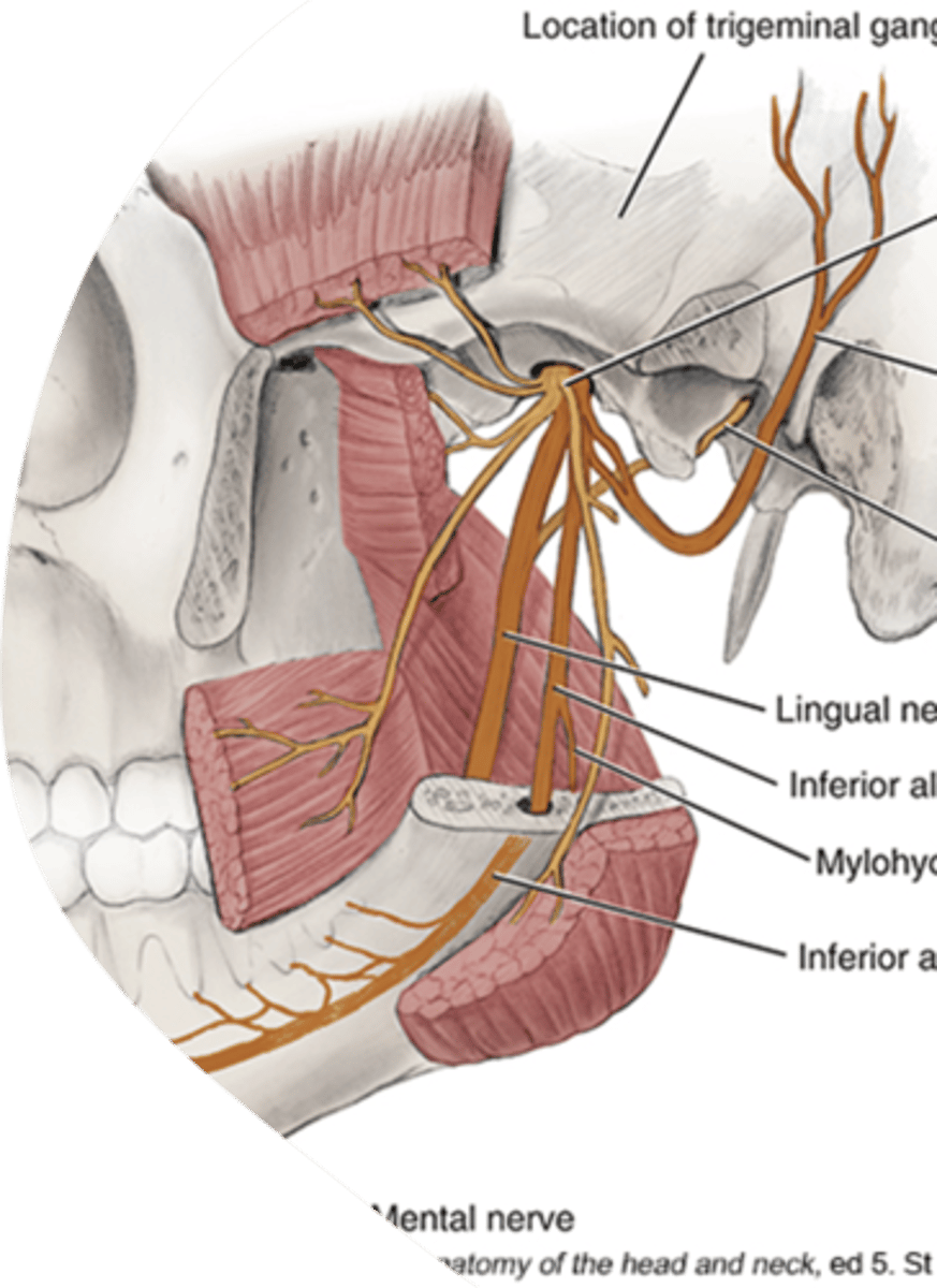 <p>inferior alveolair</p><p>incisive</p><p>mental</p><p>lingual</p>