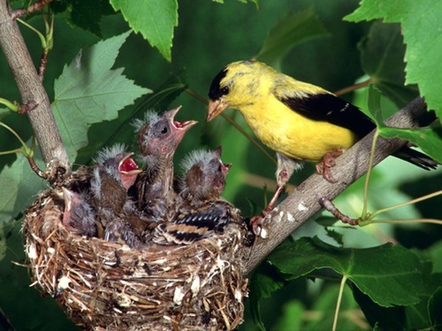 <p>better adapted individuals will more likely to survive, reproduce, and pass their traits on to the next generation</p>