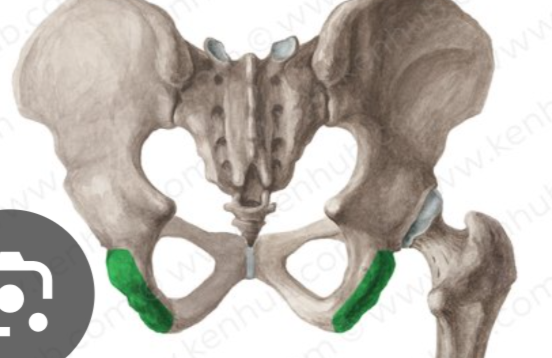 <p>posterior ridge</p>