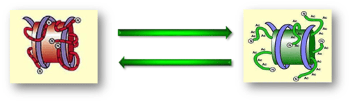 <p>Nucleosome is more tightly associated with the DNA reducing access to the DNA (heterochromatin = notranscription</p><p>A more 'open' conformation</p><p>is achieved, facilitating access</p><p>to DNA (euchromatin = potential for transcription)</p>