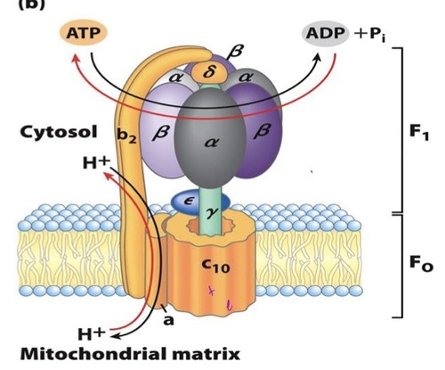 <p>F1 = soluble, Greek</p><p>- alpha, beta, delta, gamma, and epsilon subunits</p><p>F0 = membrane-embedded, arabic</p><p>- subunits a, b, and c-ring</p><p>rotor: c-ring, gamma, and epsilon</p><p>stator: a, 2 b subunits, delta, 3 alpha, and 3 beta subunits</p>