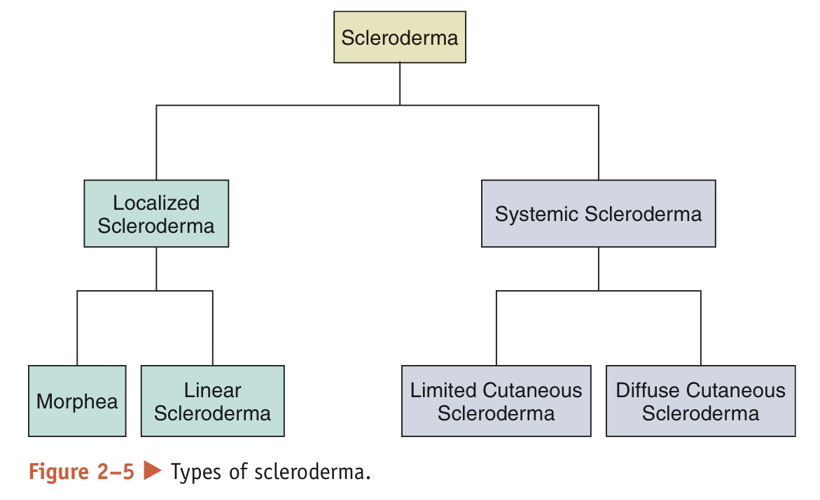 <ul><li><p>Localized Scleroderma (LSc): More common and only affects the skin</p><ul><li><p>appears in form of waxy patches (morphea) or streaks on the skin (linear scleroderma)</p></li><li><p>Tends to regress or stop progressing w/o treatment, but can be progressive and disfiguring, requiring treatment to control disease activity</p></li><li><p>Patients w/ LSc have a normal lifespan</p></li></ul></li><li><p>Systemic Sclerosis Scleroderma (SSc): affects skin and internal organs</p><ul><li><p>Classified into 2 subjects based on extent of skin tightening:</p><ul><li><p>Limited cutaneous SSc (lcSSc): skin tightening is confined to the fingers, hands, and arms below the elbows, and may involve the feet and legs below the knees. 10-year survival rate: 71%</p></li><li><p>Diffuse cutaneous SSc (dcSSc): skin tightening is confined to the fingers, hands, and arms below and above the elbows, feet,  legs and  knees, and trunk. 10-year survival rate: 21%</p></li></ul></li><li><p>Both lcSSc and dcSSc affect internal organs, but patients with dcSSc are at a greater risk for significant organ dysfunction.</p></li></ul></li></ul>