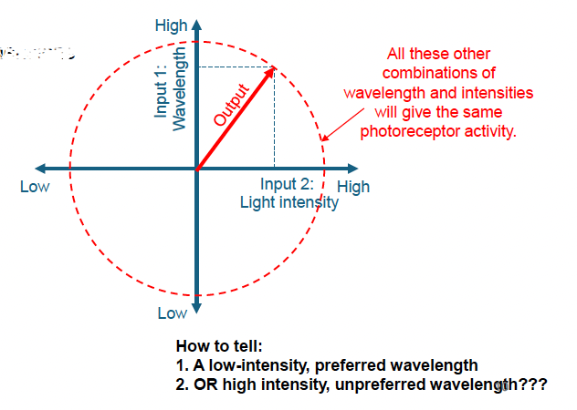 <p><strong>uni-</strong>: one&nbsp; ; -<strong>variance</strong>: variable</p><ul><li><p>we cannot tell intensity differences from wavelength differences at night when ONLY rod are active because:</p><ul><li><p>rods activity is excited by the amount of photon it absorbs only, so:</p><ul><li><p>A short-wavelength (blue) light that causes the receptor to absorb 10 photons will produce the exact same response as a long-wavelength (red) light that also causes the receptor to absorb 10 photons.</p></li></ul></li></ul></li></ul><p><span data-name="point_right" data-type="emoji">👉</span> Same number of absorbed photons = same response, even if the wavelengths are different. So we cannot tell the wavelength of the light that excite rod cell based on its activity .</p><p></p>