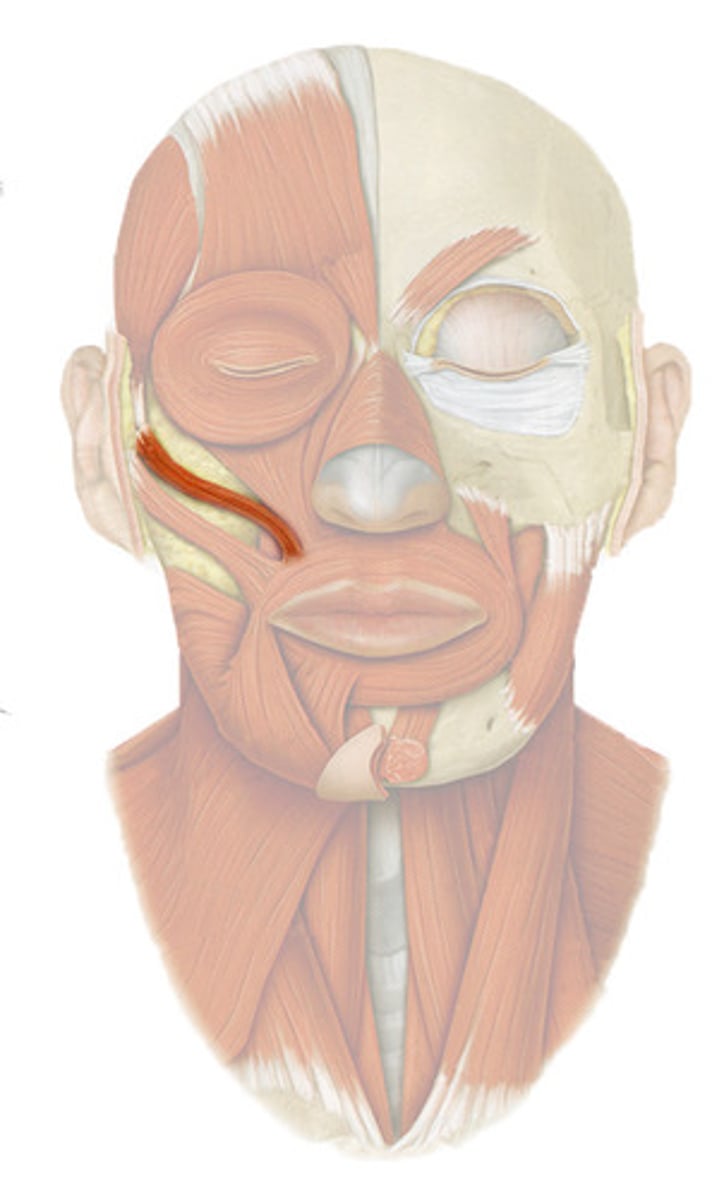 <p>Origin: Zygomatic bone </p><p>Insertion: Upper lip </p><p>Action: Elevates upper lip</p>